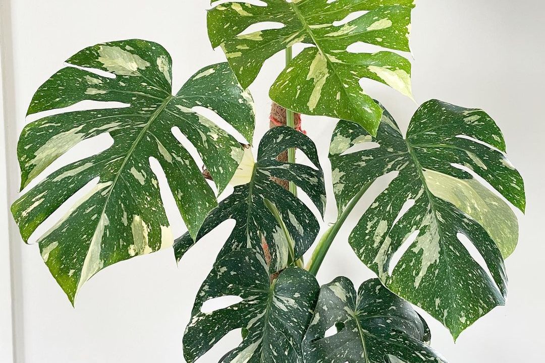 Bật mí top 4 cây trầu bà lá xẻ đột biến phổ biến nhất 4