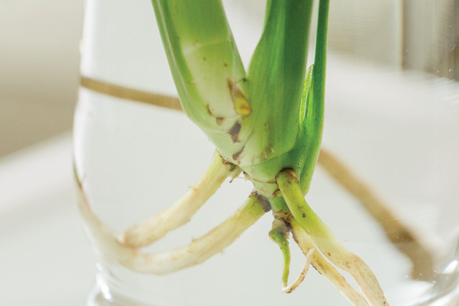 Chăm sóc cây trầu bà lá xẻ sau khi chiết cành 2