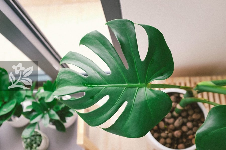 Chăm sóc cây trầu bà lá xẻ sau khi chiết cành 3