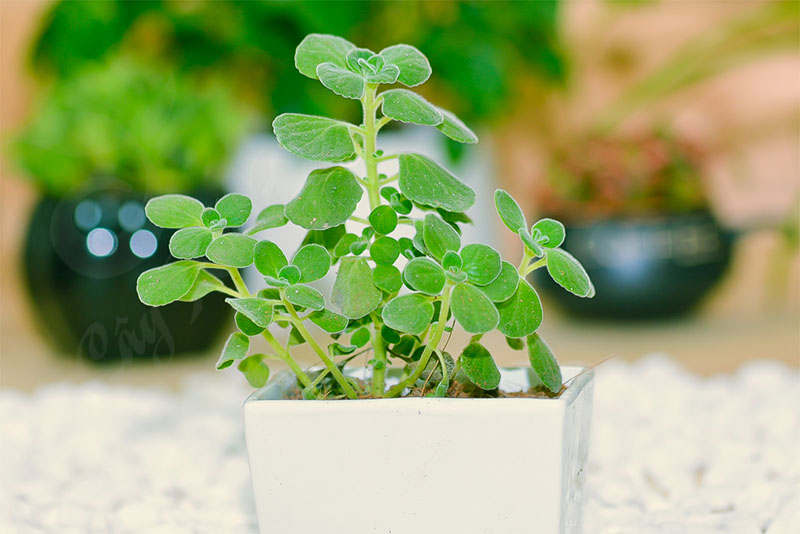 Các loại cây hợp phòng ngủ bạn giúp cải thiện giấc ngủ 2