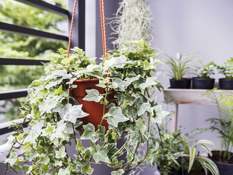 Các loại cây hợp phòng ngủ bạn giúp cải thiện giấc ngủ 6