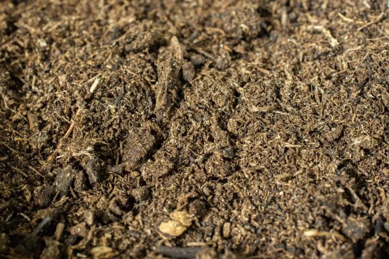 Cách chọn giá thể trồng cây trầu bà lá xẻ phù hợp nhất 6