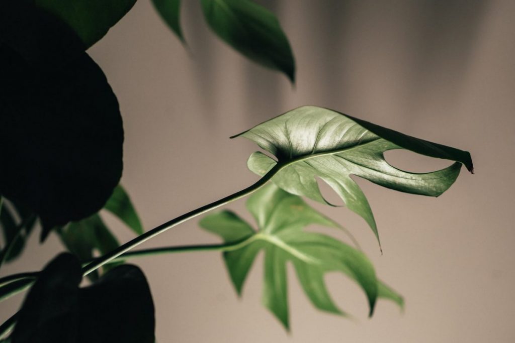 Cách chọn loại đất trồng cây trầu bà lá xẻ Nam Mỹ phù hợp nhất 2