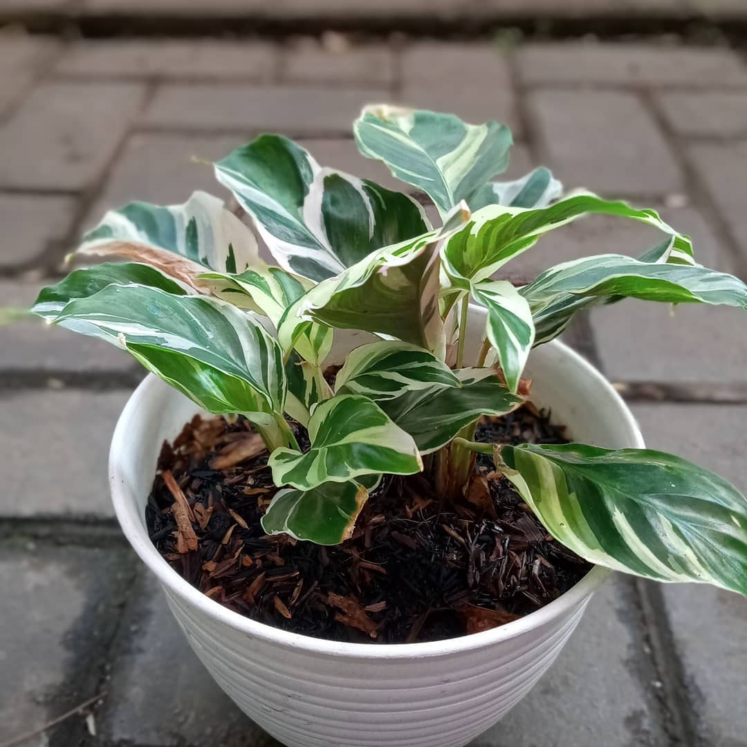 Cách trồng cây đuôi công trong chậu cực đơn giản 2