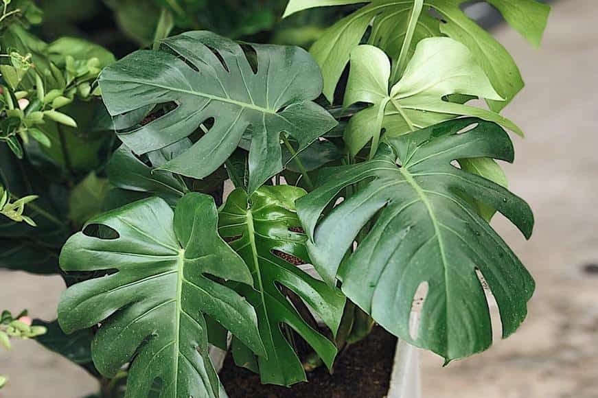 Cách xử lý bệnh cho trầu bà lá xẻ Nam Mỹ 2