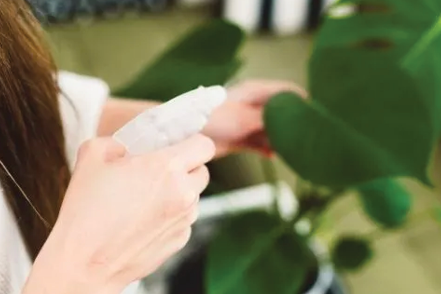 Cách xử lý bệnh cho trầu bà lá xẻ Nam Mỹ 4