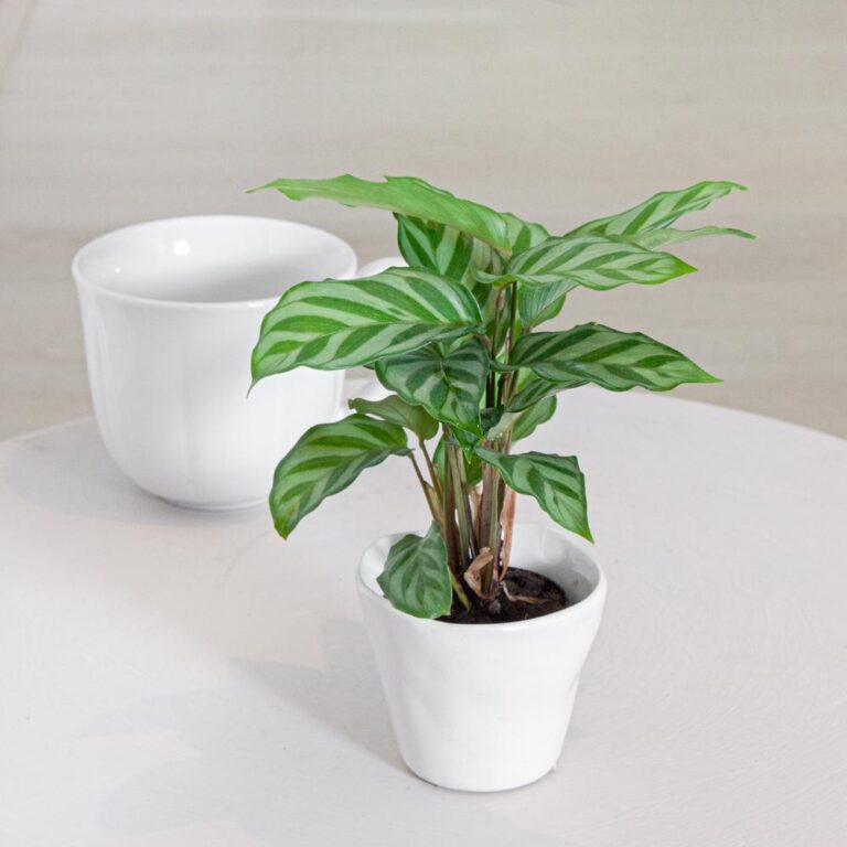 Cây đuôi công hợp với mệnh gì? 1