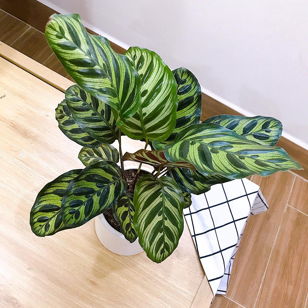 Giải mã ý nghĩa và hướng đặt cây đuôi công hợp phong thủy 2