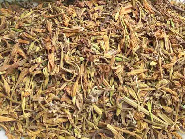 Hoa đu đủ đực chữa ung thư