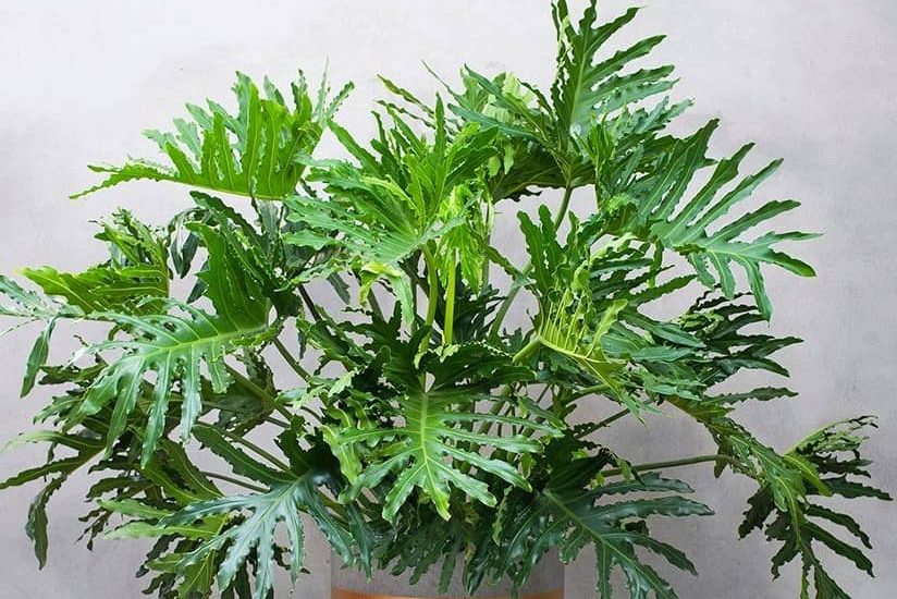 Hướng dẫn cách trồng và chăm sóc trầu bà thanh xuân 2