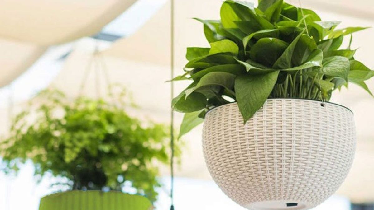 Mua chậu trồng cây ở đâu tại quận 7 HCM? 2