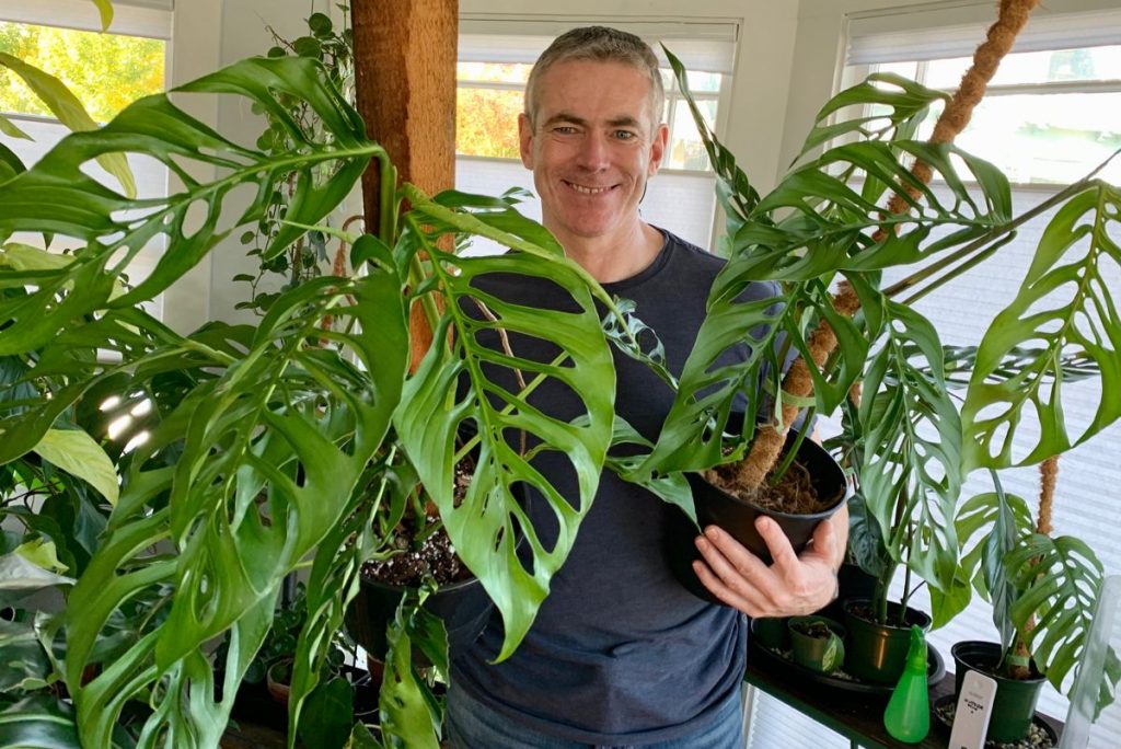 Mách bạn top 3 cây trầu bà lá xẻ được yêu thích nhất 3