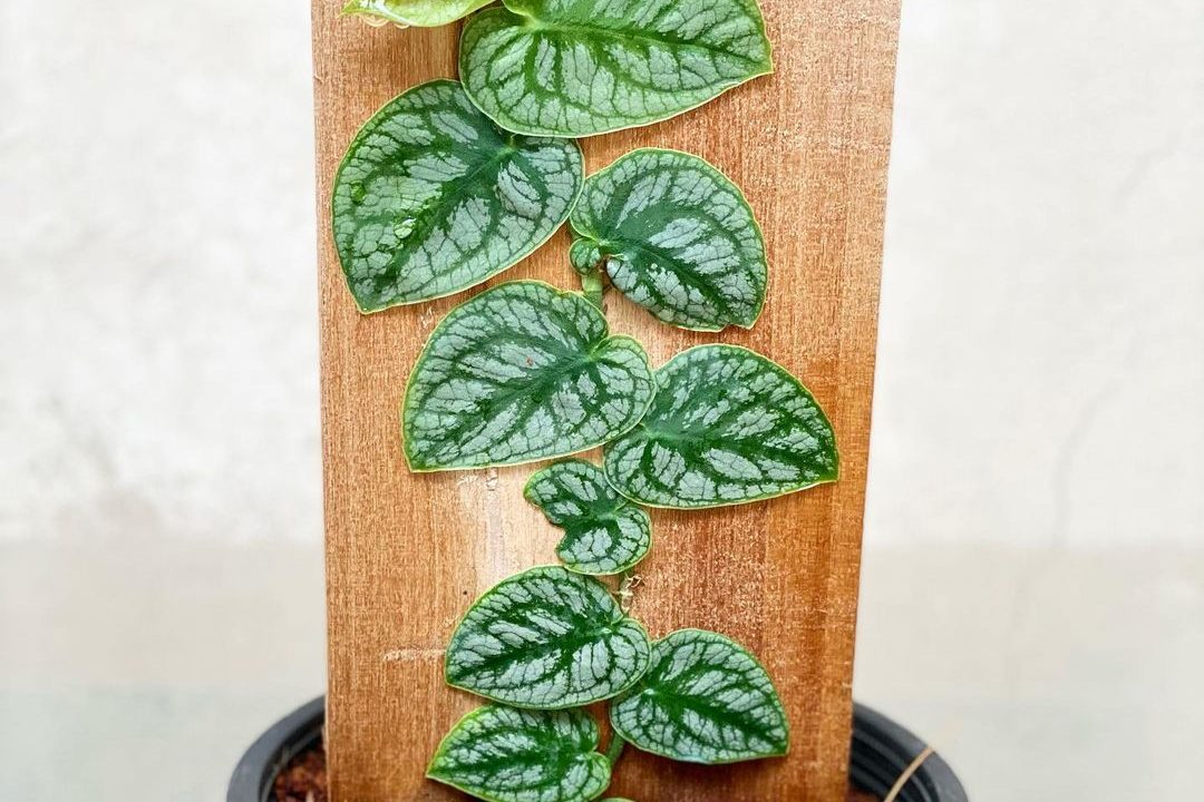 Mách bạn top 3 cây trầu bà lá xẻ được yêu thích nhất 4