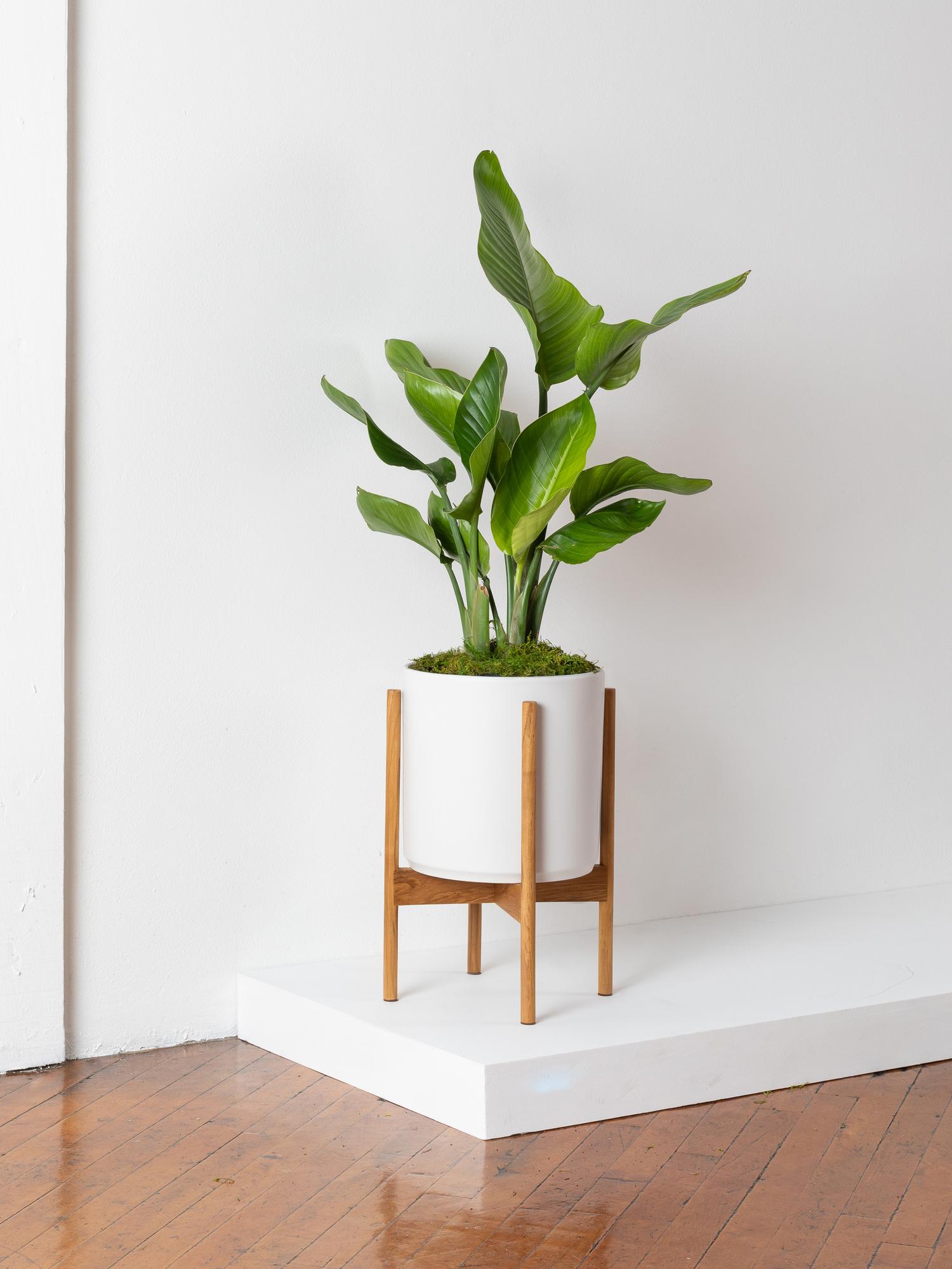 Mẹo chăm sóc hoa thiên điểu nở đẹp, bạn biết chưa? 1