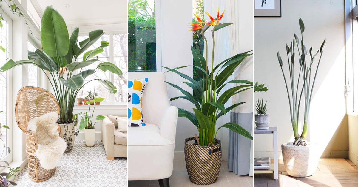 Mẹo trồng hoa thiên điểu cực dễ cho người mới bắt đầu 3