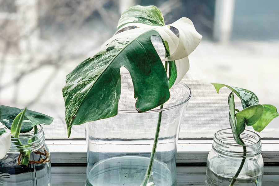 Phương pháp nhân giống cây trầu bà lá xẻ đột biến 2