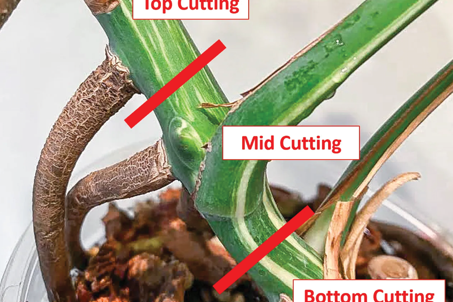 Phương pháp nhân giống cây trầu bà lá xẻ đột biến 3