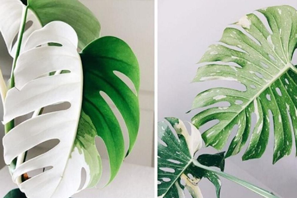 Top 3 cây trầu bà đột biến được săn lùng hiện nay 2