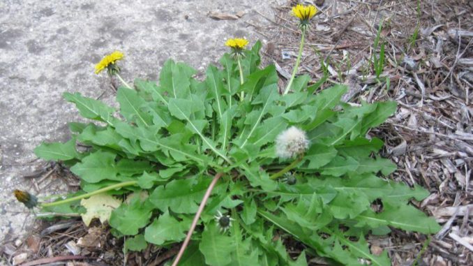 Tác dụng và tác hại cây bồ công anh