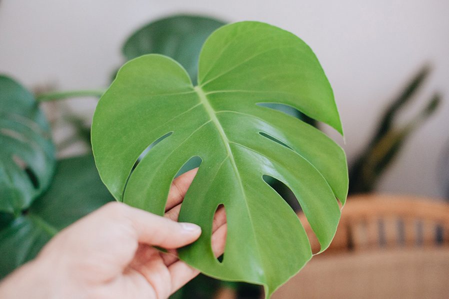 Tìm hiểu loại đất trồng cây trầu bà lá xẻ lý tưởng nhất 4