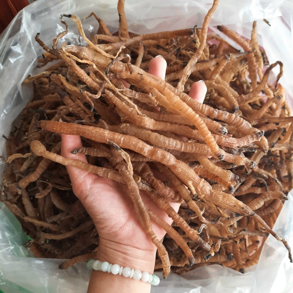 sá sùng sấy khô có tác dụng gì