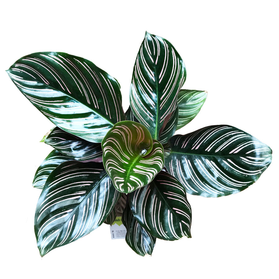 Điều kiện trồng cây đuôi công tốt nhất cho nhà vườn 1