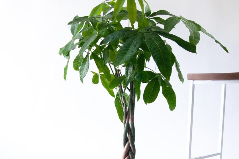 Ý nghĩa cây kim ngân có thể bạn chưa biết 3