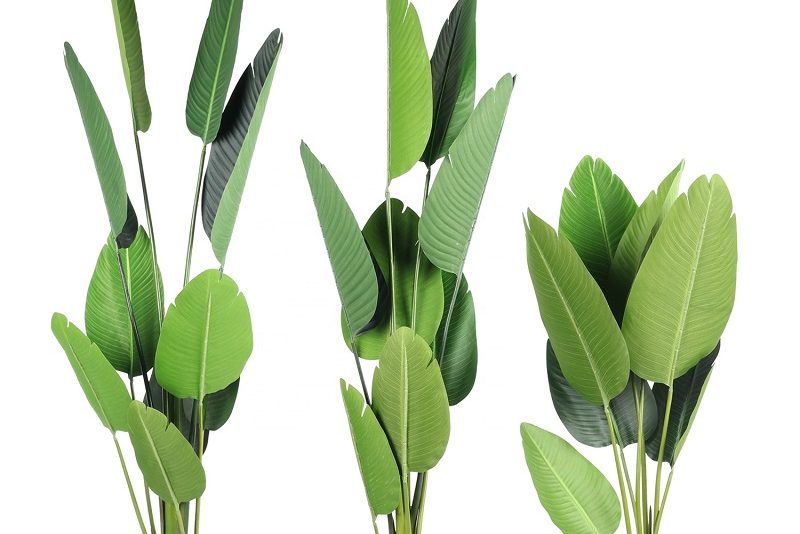 Ý nghĩa phong thủy của cây chuối cảnh 2