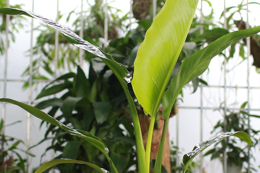 Ý nghĩa phong thủy của cây chuối cảnh 3