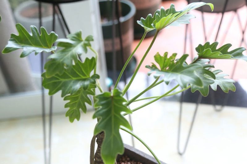 Bí quyết chăm sóc cây trầu bà chân vịt 3