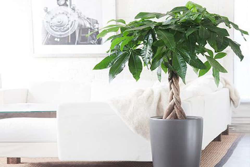 Chữa bệnh vàng lá cho cây kim ngân 2