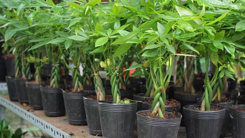 Chữa bệnh vàng lá cho cây kim ngân 3