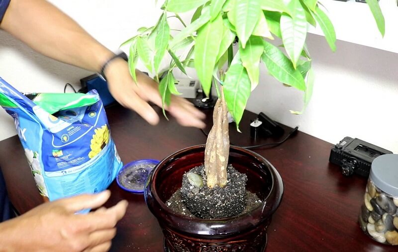 Chữa bệnh vàng lá cho cây kim ngân 4