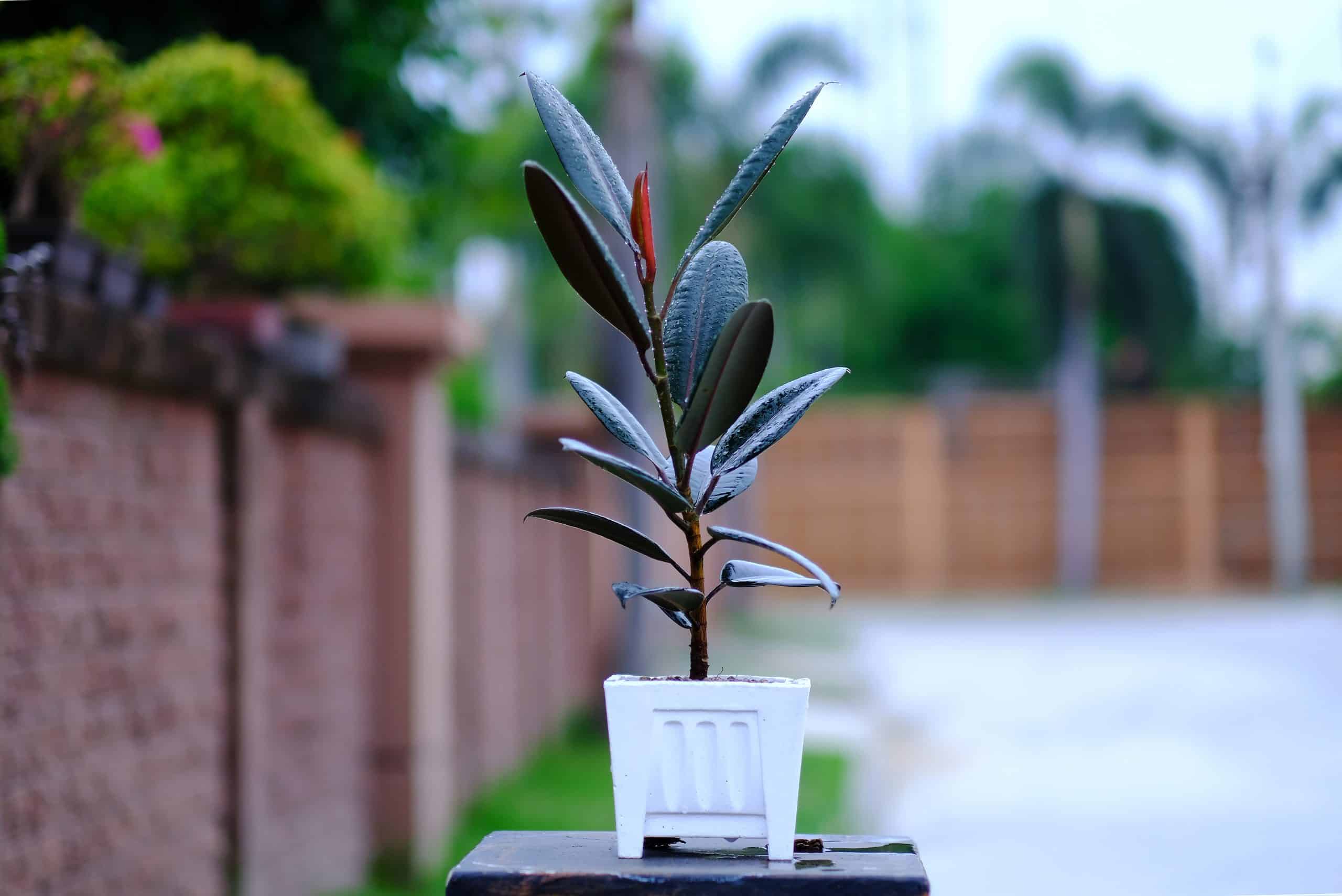 Cách chăm sóc cây đa búp đỏ trong phòng ngủ 1