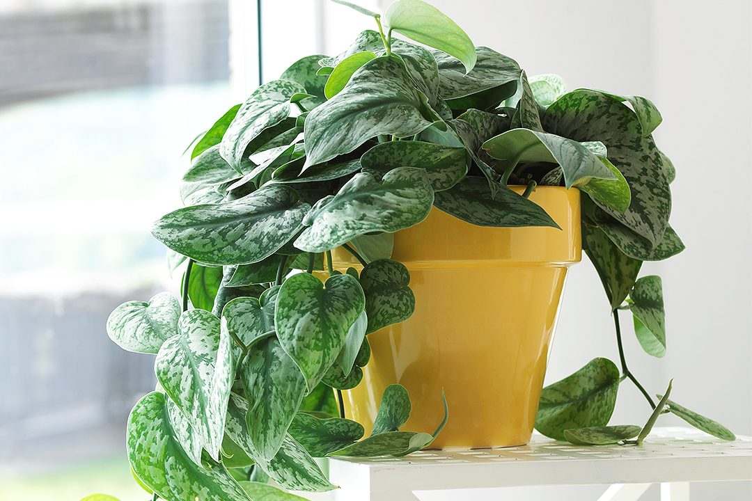 Cách chọn cây trầu bà cho phòng ngủ gam màu pastel nhẹ nhàng 2