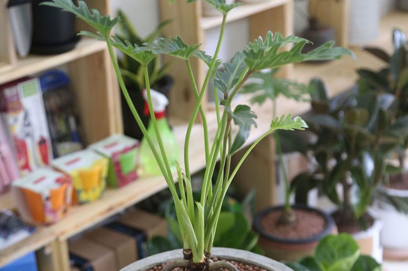 Cách trưng trầu bà chân vịt sao cho hợp mệnh 2