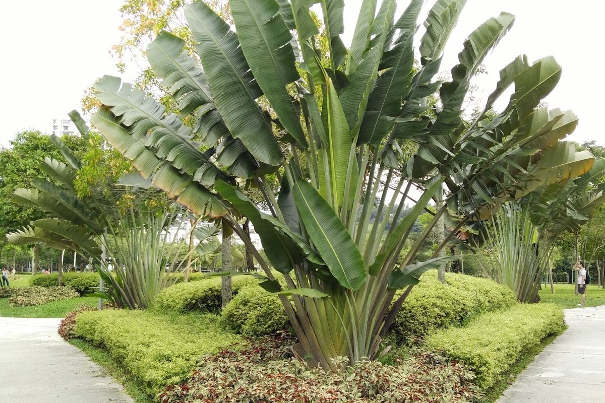 Cách trồng cây chuối rẻ quạt thiết kế vườn nhà 3