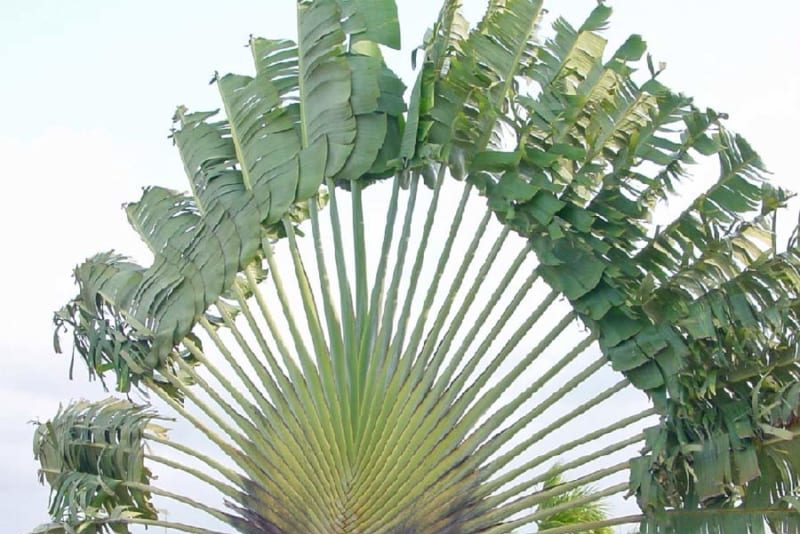 Cách trồng cây chuối rẻ quạt đơn giản 2