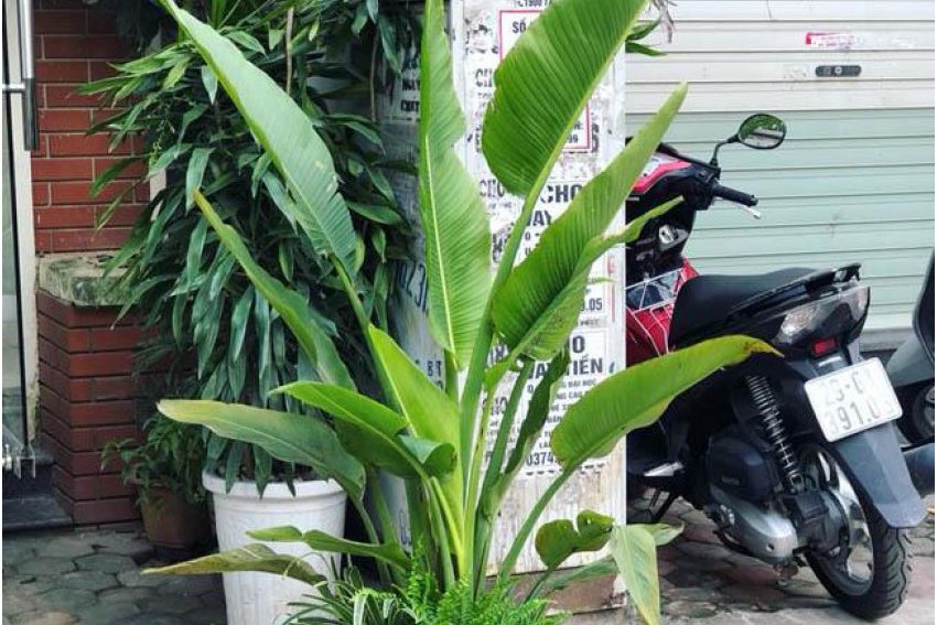 Cách trồng cây chuối rẻ quạt đơn giản 4