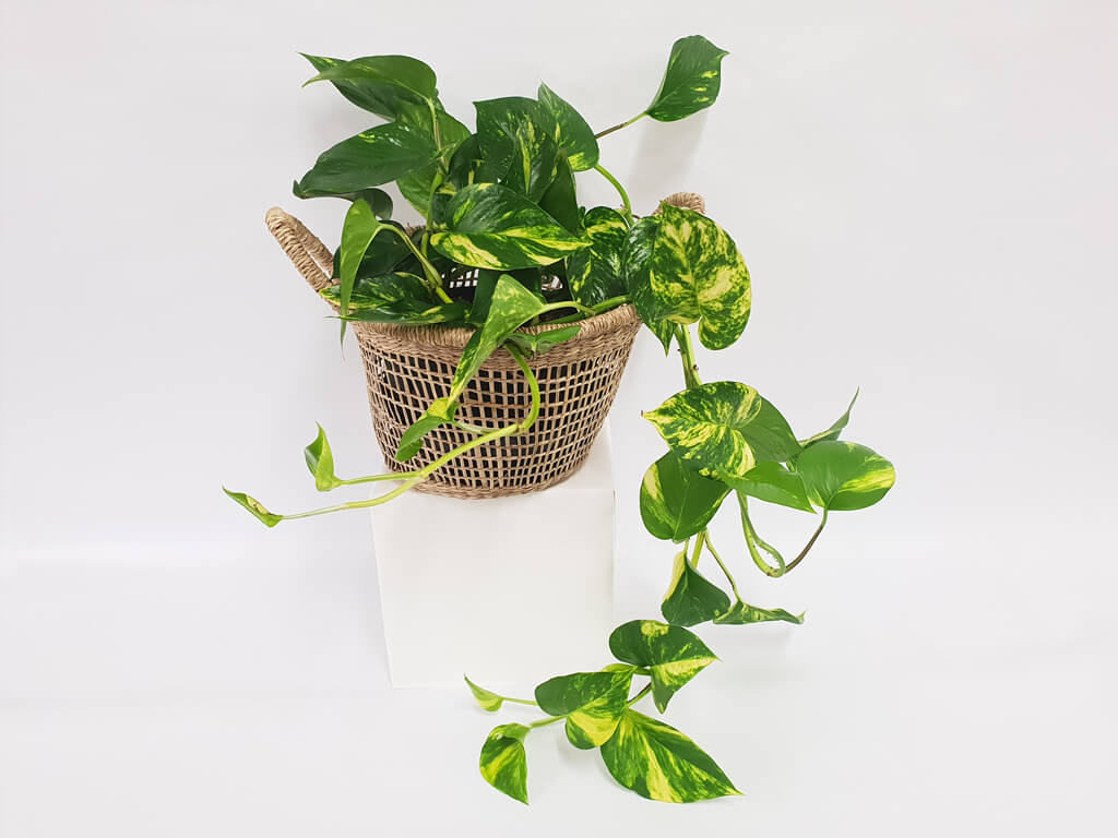 Cách trồng cây trầu bà vàng trong phòng ngủ 1