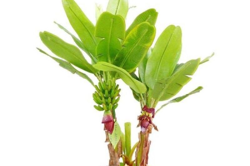 Cây chuối cảnh mini náo loạn thị trường cây cảnh 2