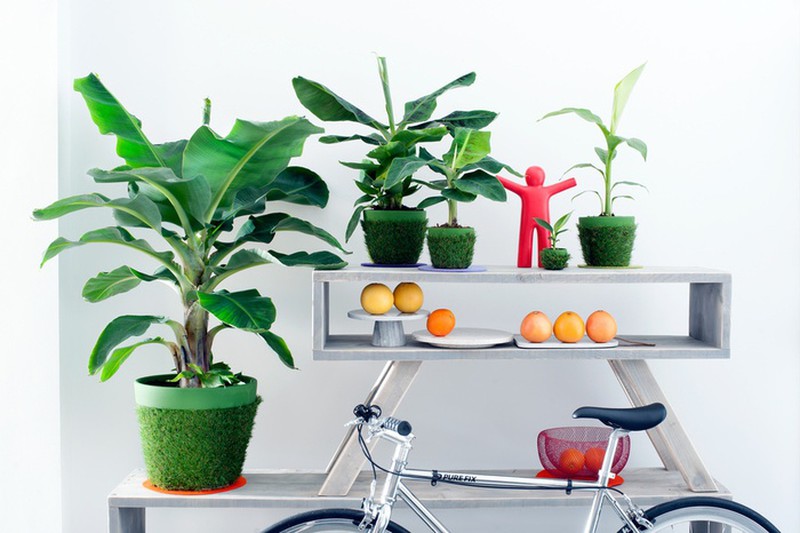 Cây chuối cảnh mini náo loạn thị trường cây cảnh 3