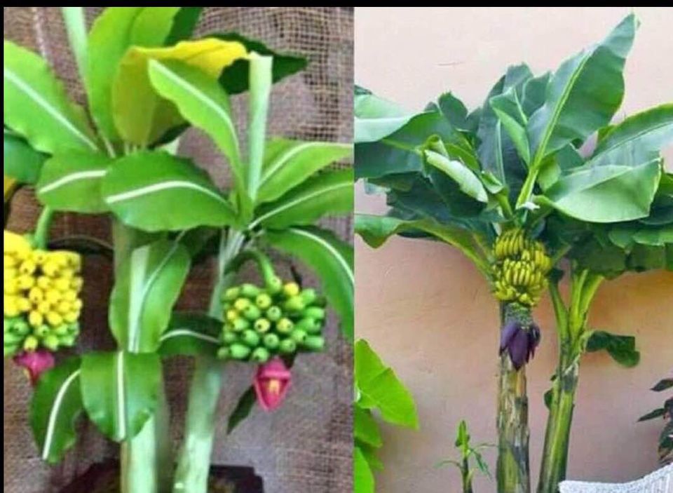 Cây chuối cảnh mini náo loạn thị trường cây cảnh 4