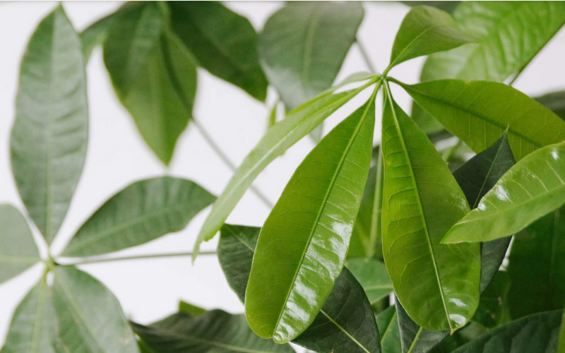 Cây kim ngân - chìa khóa vàng của sự nghiệp 2