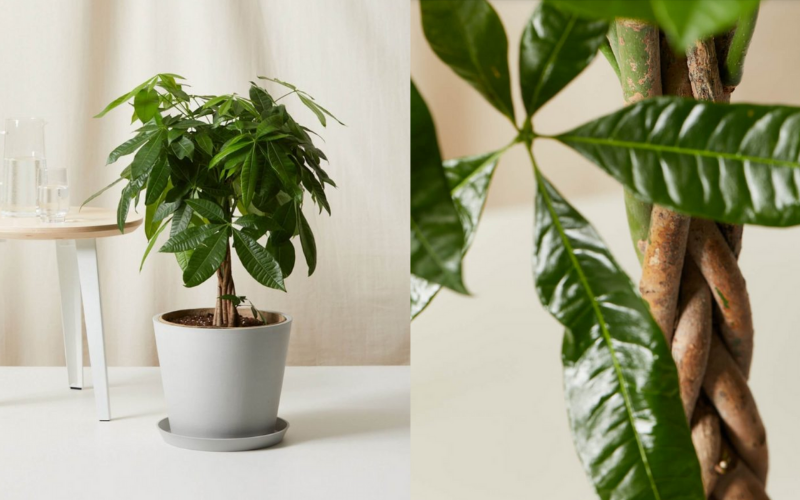 Cây kim ngân - chìa khóa vàng của sự nghiệp 3