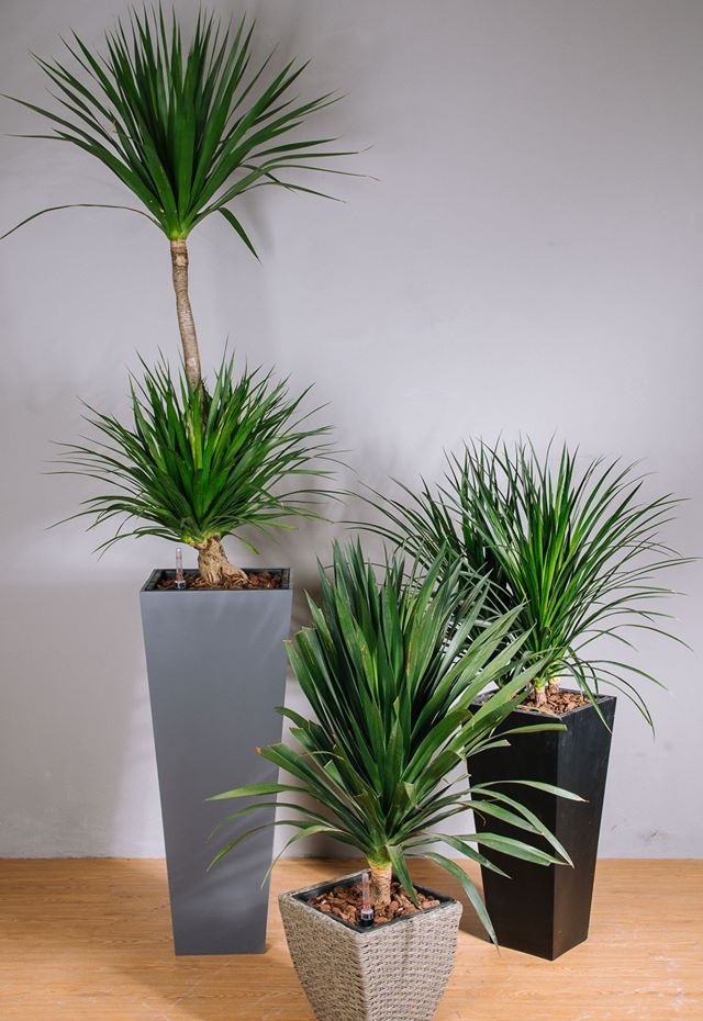 Cây phất dụ rồng lọc không khí cho không gian 1