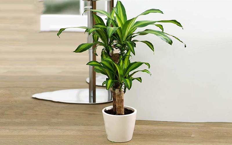 Cây thiết mộc lan có tác dụng thanh lọc không khí không? 2