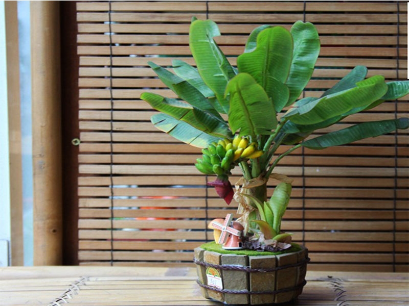 Có nên trồng cây chuối cảnh trong nhà 3