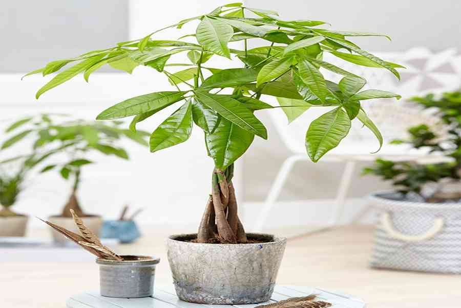 Làm sao để nhân giống cây kim ngân thành công? 2