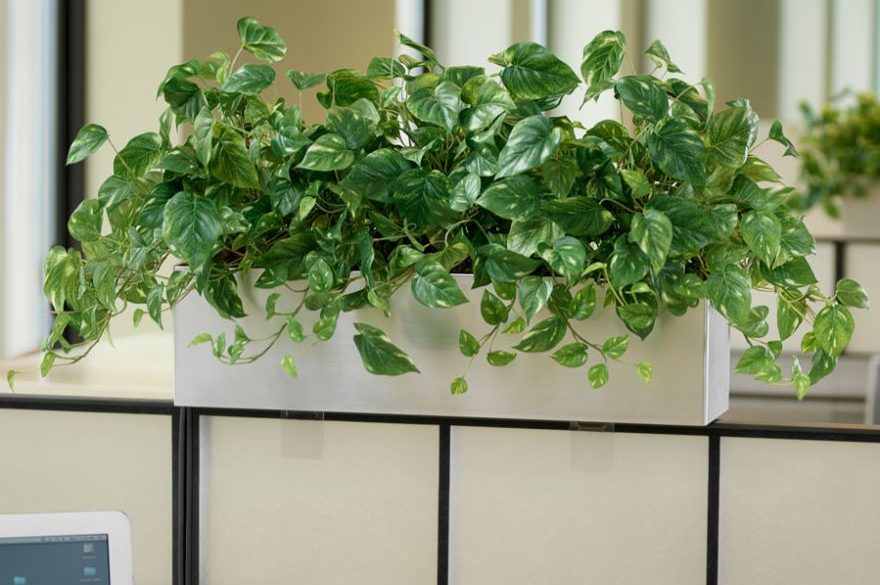 Mẹo làm mới không gian sống với cây trầu bà dây leo nên thử 3